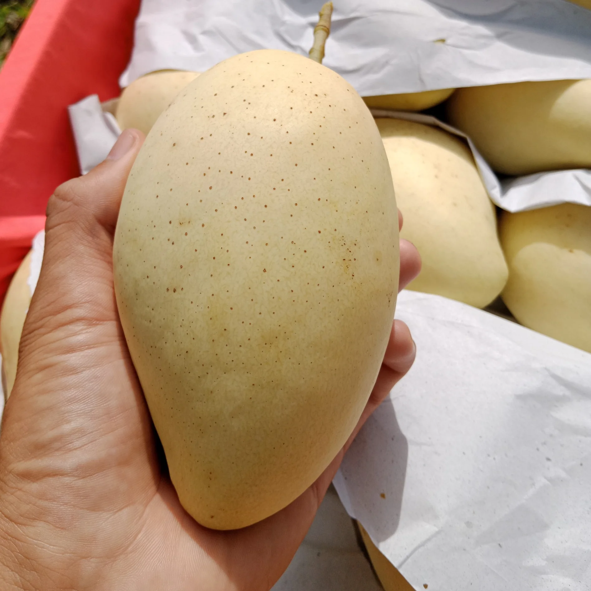 High Quality Fruit Mango CAT CHU Tropical Sweet Style Color Weight NATURAL Origin Type Variety Size Grade Pacific Product