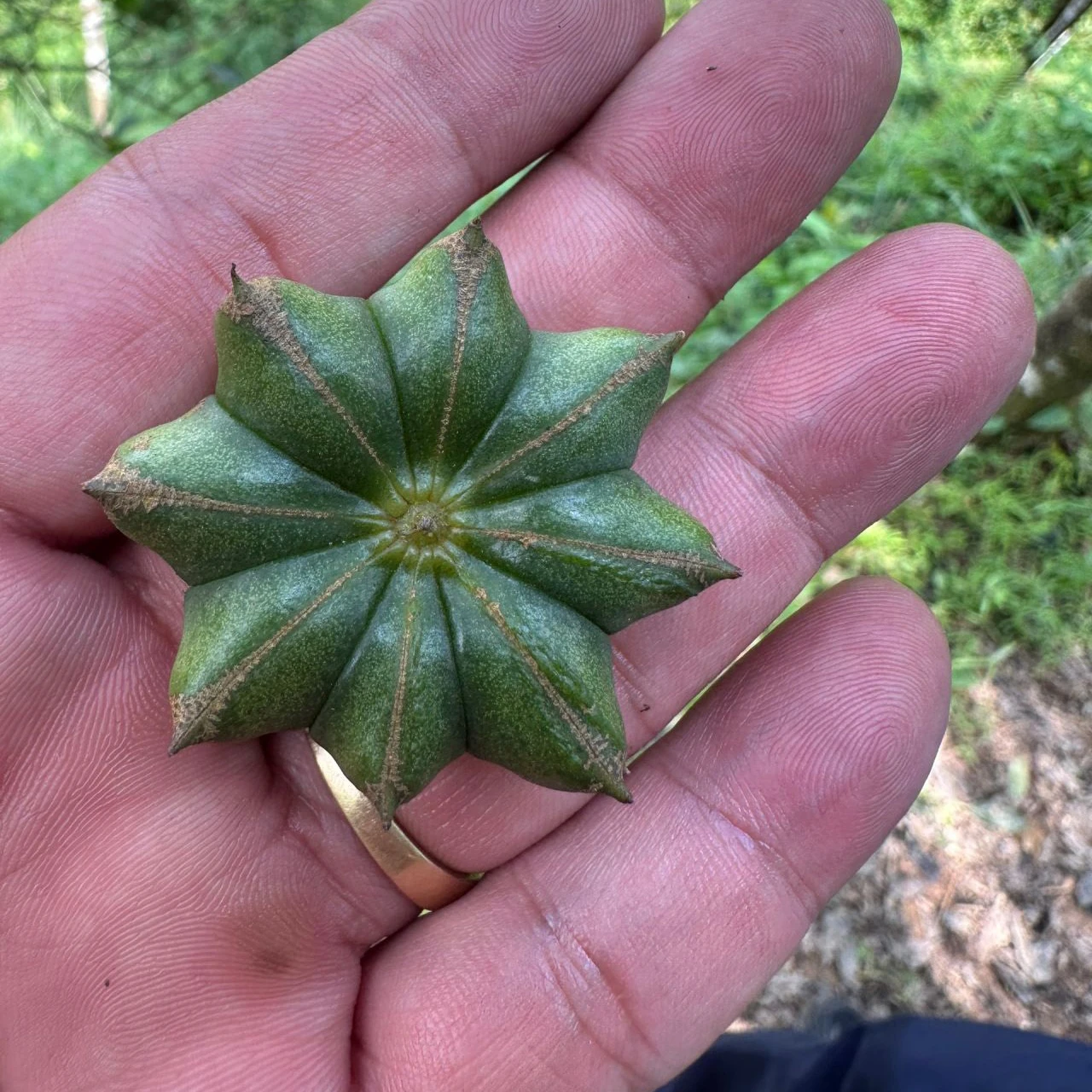 High Quality Dried Star Anise New Crop Spices for Cooking Wholesale Bulk Cinnamon Seed and Herb at Low Prices
