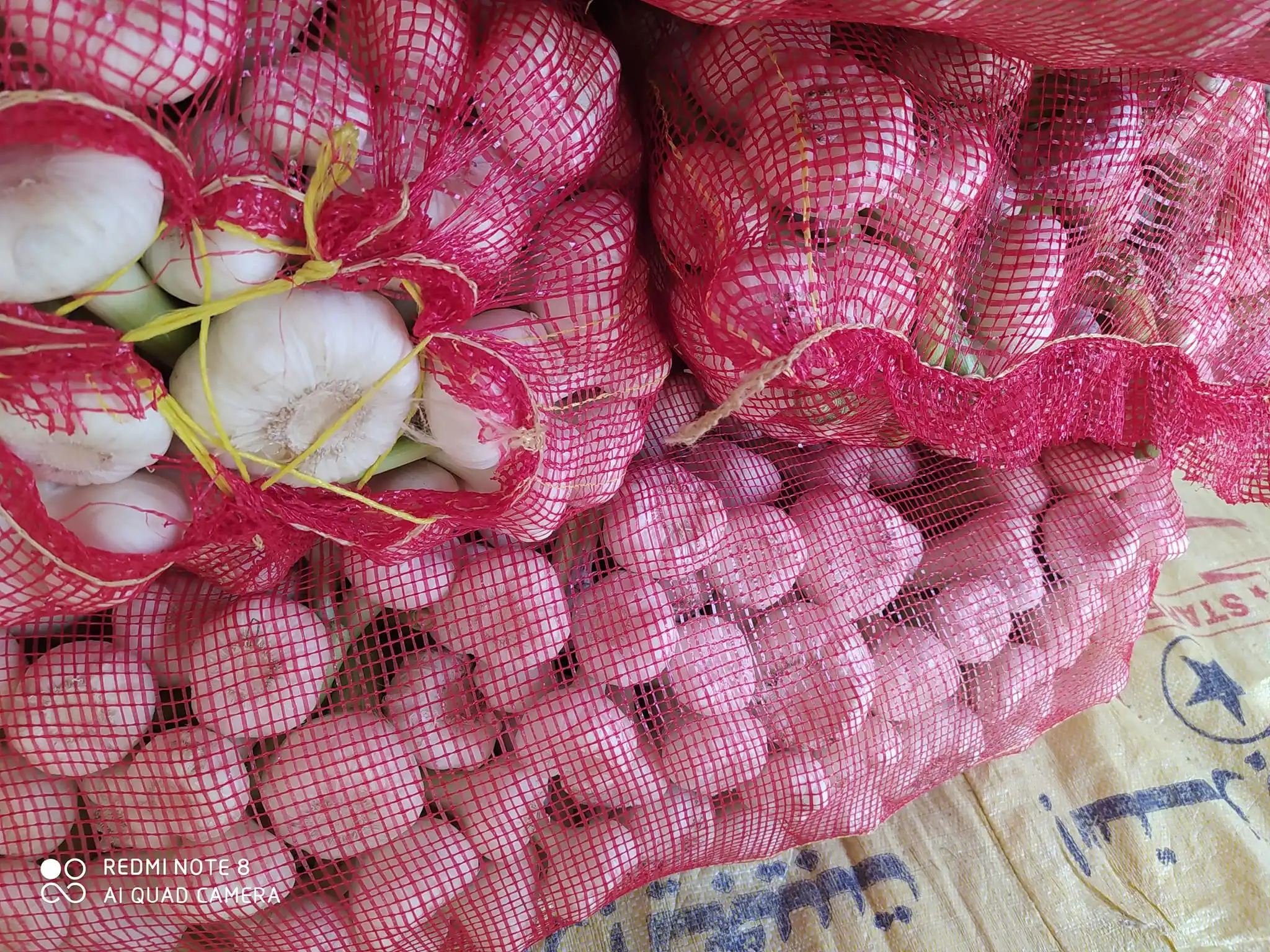 Fresh green fresh garlic new crop 2023 from Egypt