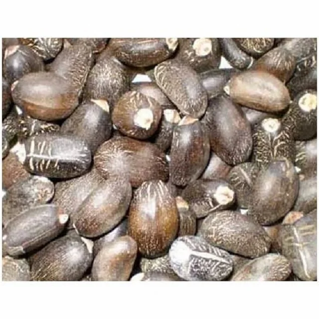Top Grade  Canada Jatropha Seeds Wholesale Price Jatropha Seeds available