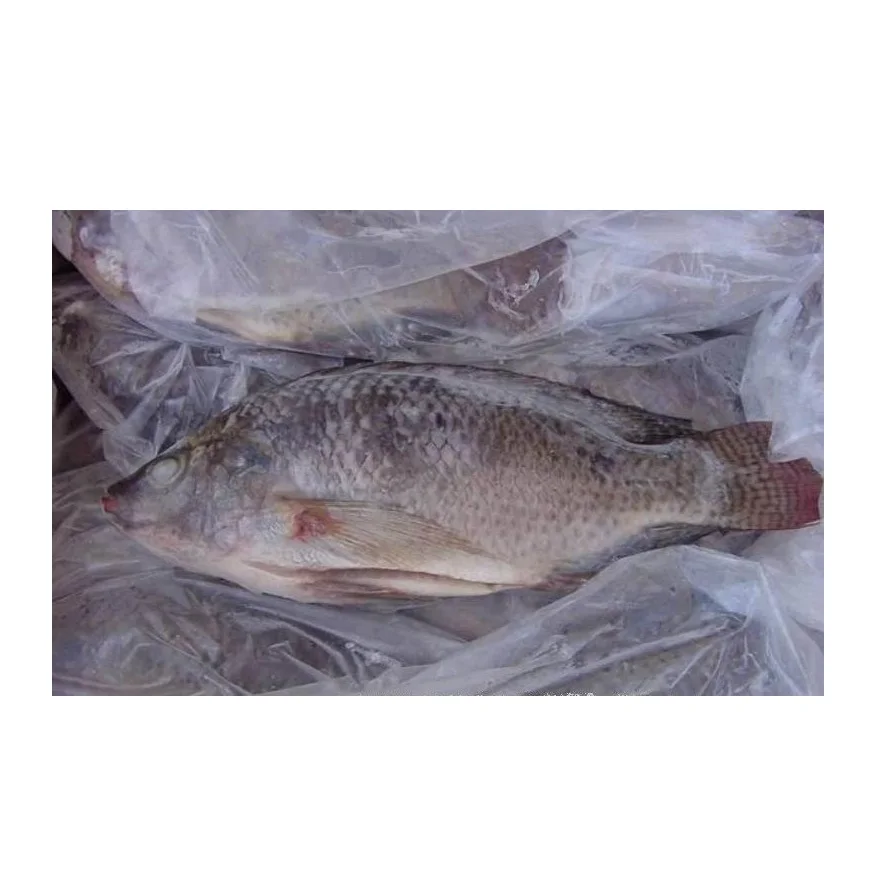 Cheapest Price Saefood Supplier Bulk Frozen Fish Tilapia | Whole Red Tilapia Fish With Fast Delivery
