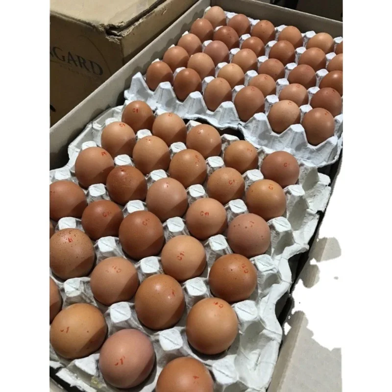 Свежие коричневые/белые куриные яйца/свежие настольные яйца и удобрённые