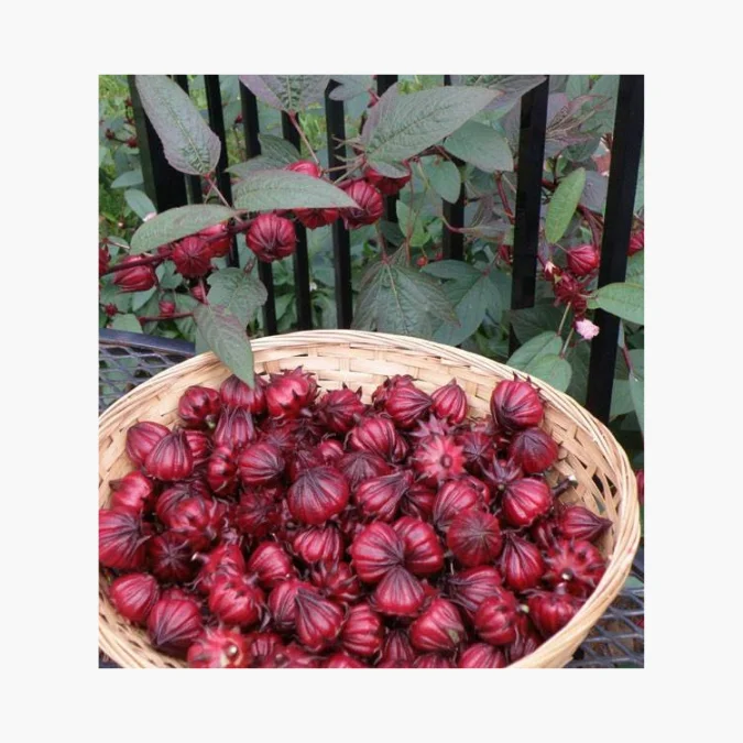 Wholesale Factory directly natural dried roselle tea air dried hibiscus roselle herbal tea super quality from Vietnam