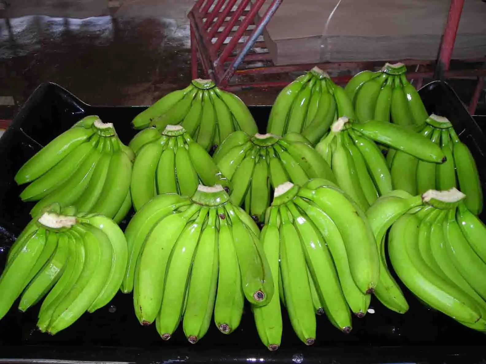 Vietnamese Premium Fresh Cavendish Banana Green Banana for Sale Farm Price
