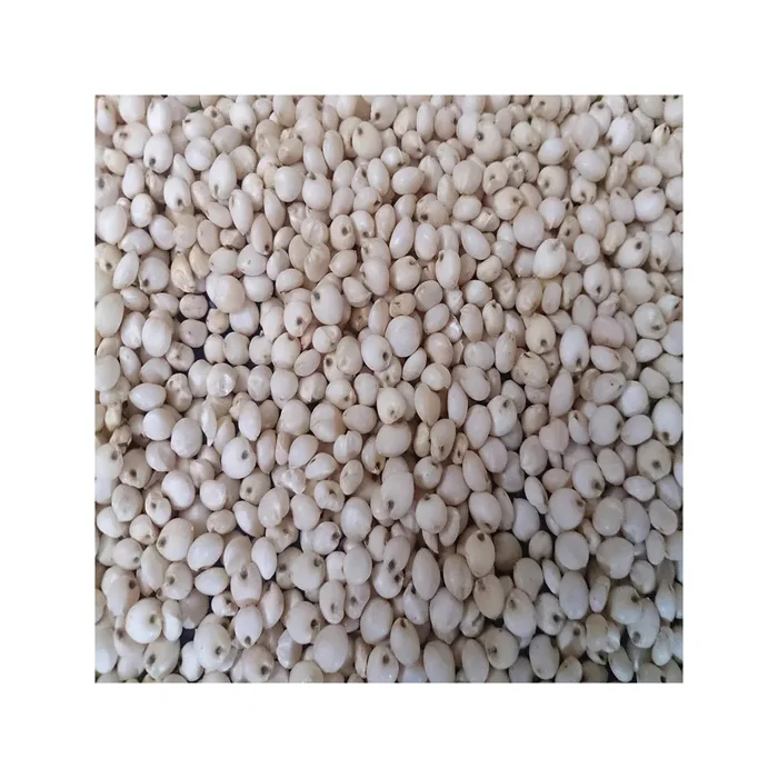 Artificial cultivation premium organic sweet white peeling sorghum for sale quality Healthy food Raw bulk grains