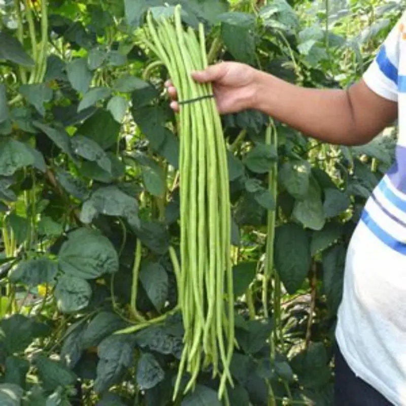 Indian Black Eyed Cow Pea polo beans fresh vegetable for top sale at good discounted price By Air in customize Packing