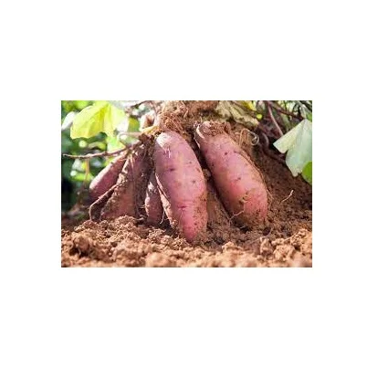 Good Quality Organic Fresh Yams Delicious Wild Yam Available in Bulk Fresh Stock At Wholesale Price With Fast Delivery