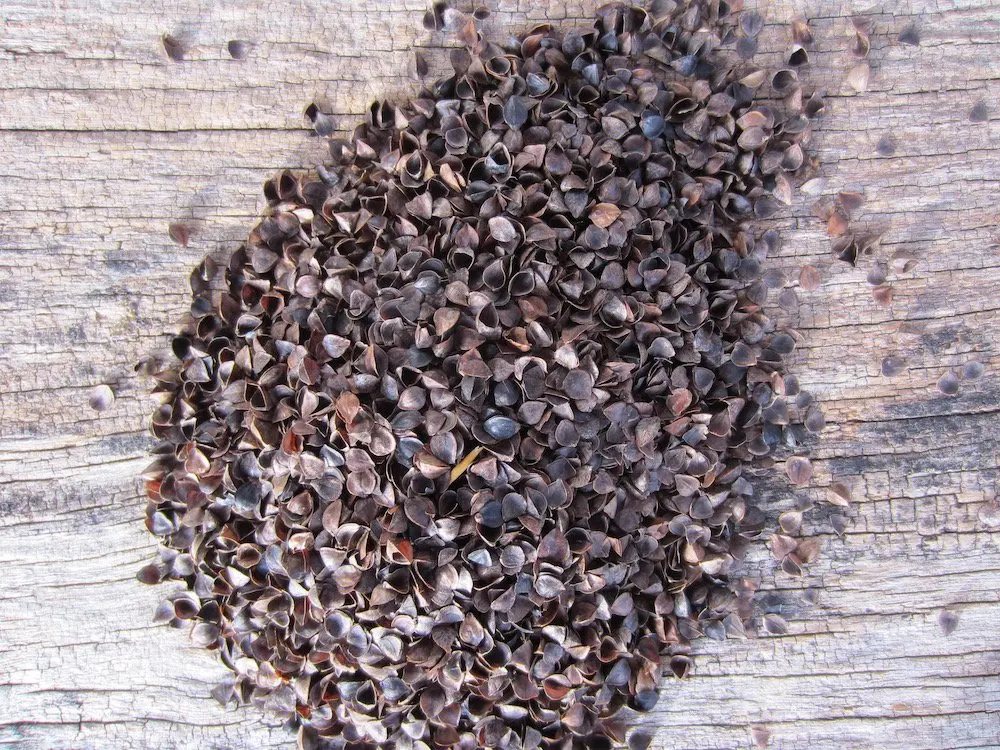 Premium Quality Highly Nutritious Wholesale Natural and Organic Agriculture Grain Buckwheat at Competitive Price bulk