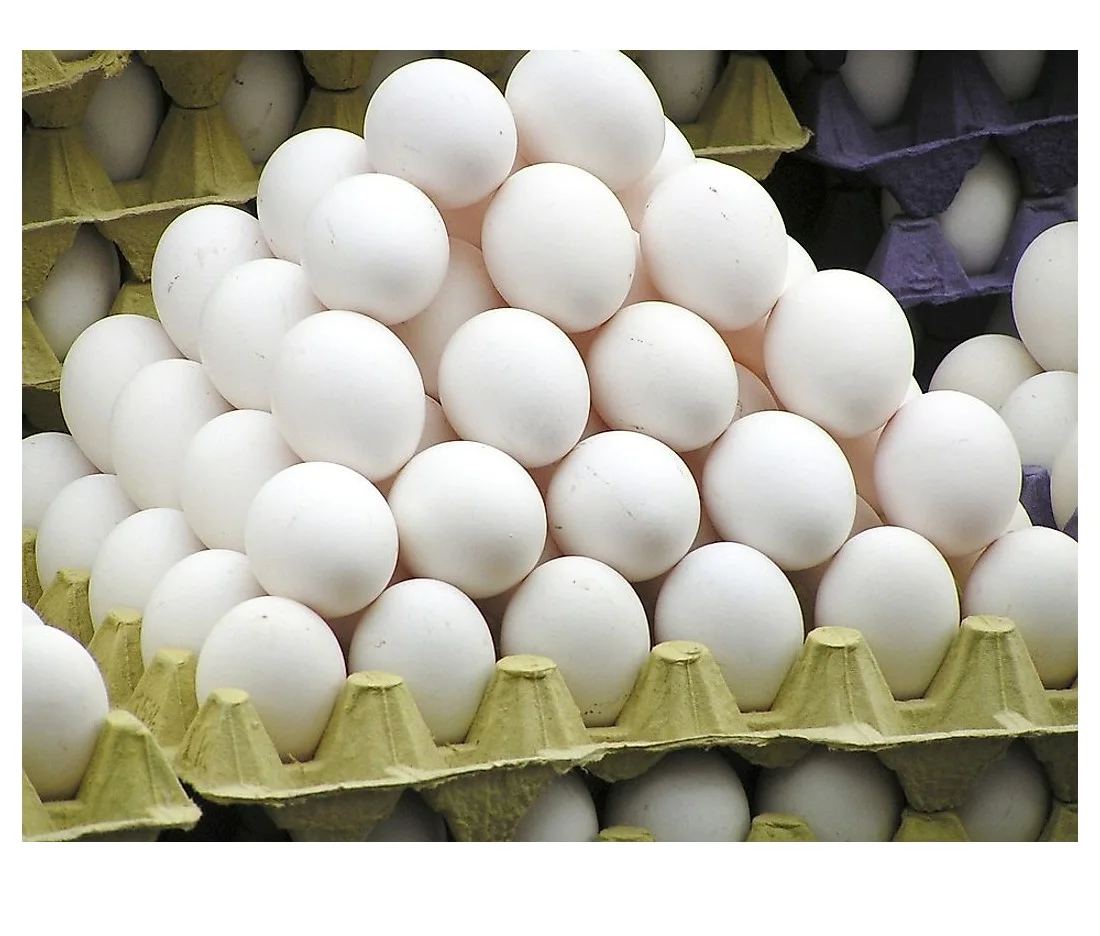 Chicken Eggs Ostrich Eggs, Chicken Eggs, Turkey Eggs Fresh Table Eggs Brown And White Farm Fresh