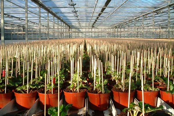 Top On Product That Makes The Garden Ecofriendly Bamboo Stick For Garden/Bamboo Sticks For Plants By Eco2go Vietnam