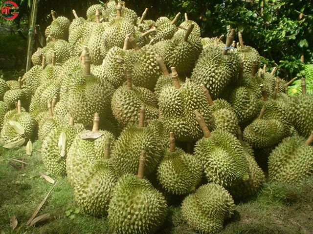 Экспорт, высокое качество, свежие фрукты, органическое культивирование, свежие 25-35 см, Тонги, дуриан, вьетнамское происхождение