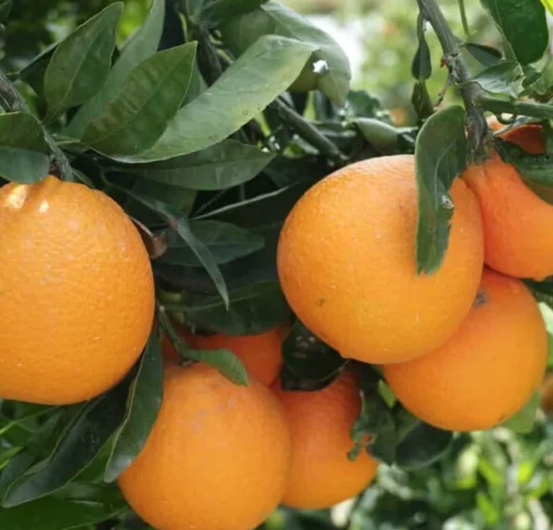 Bulk Excellent Selling Factory Direct In Mexico Fresh Sweet Citrus Oranges