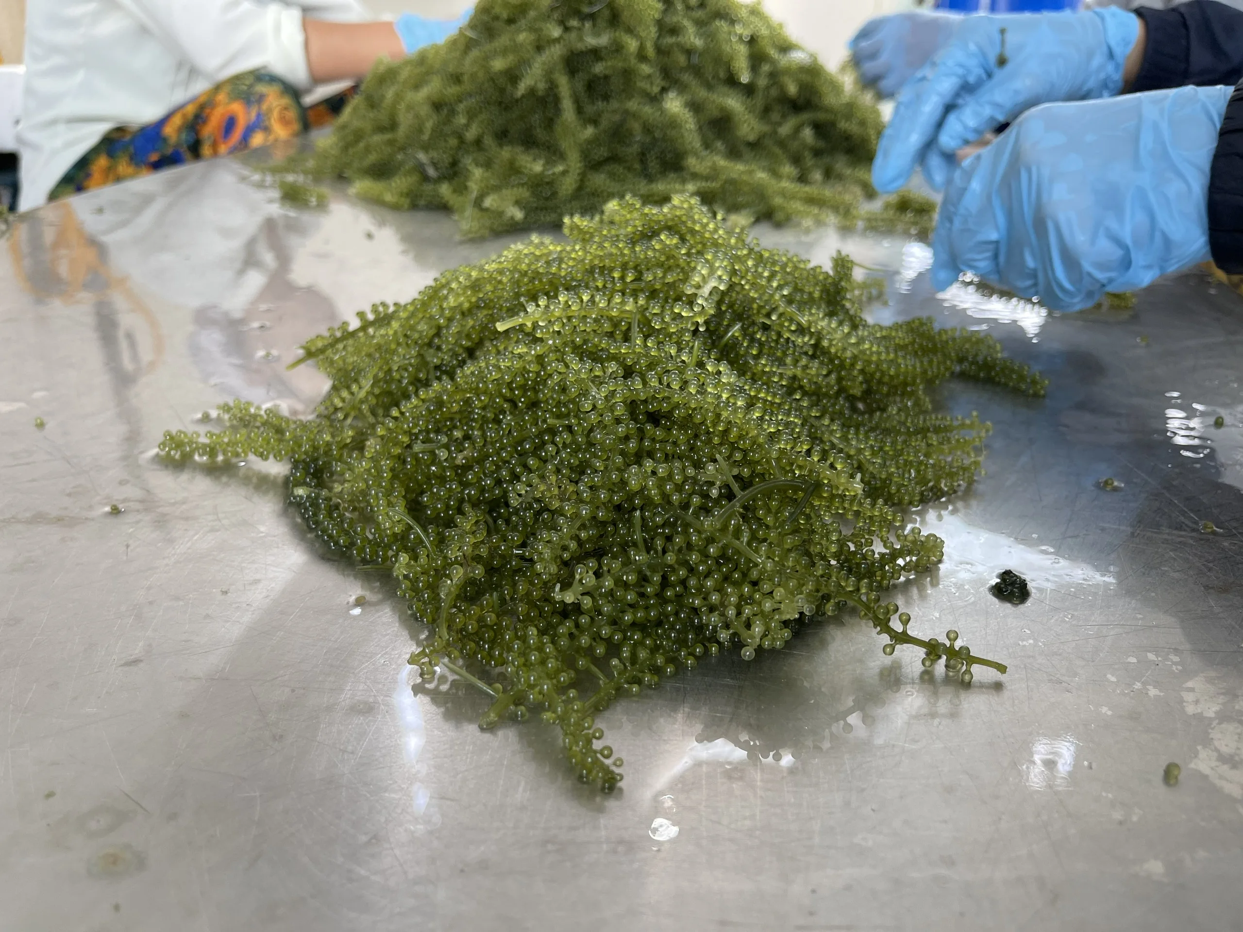 Premium Grade Organic Umibudo Green Caviar 200 Grams Dehydrated Sea Grapes Halal Certified Fresh Laver Seaweed Vietnam
