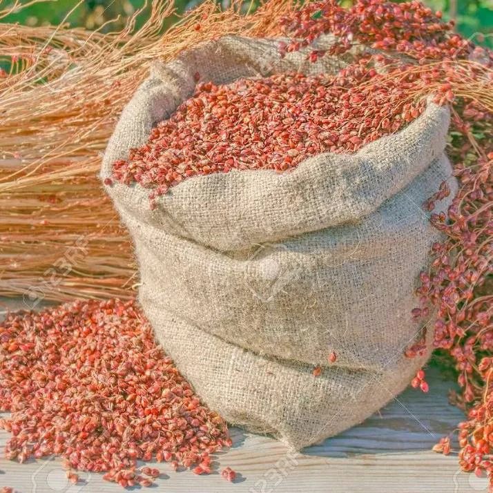 Sorghum Hybrid sudan grass Seeds