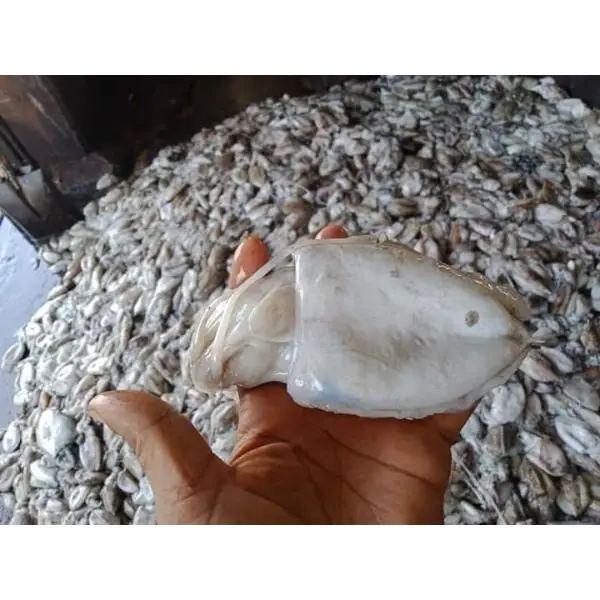 Supplying Frozen Cuttlefish