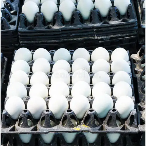 Supplier Chicken Eggs from Brazil Farms Cheap Direct Sale Organic White Chicken Eggs Broiler Chicken Eggs For Sale