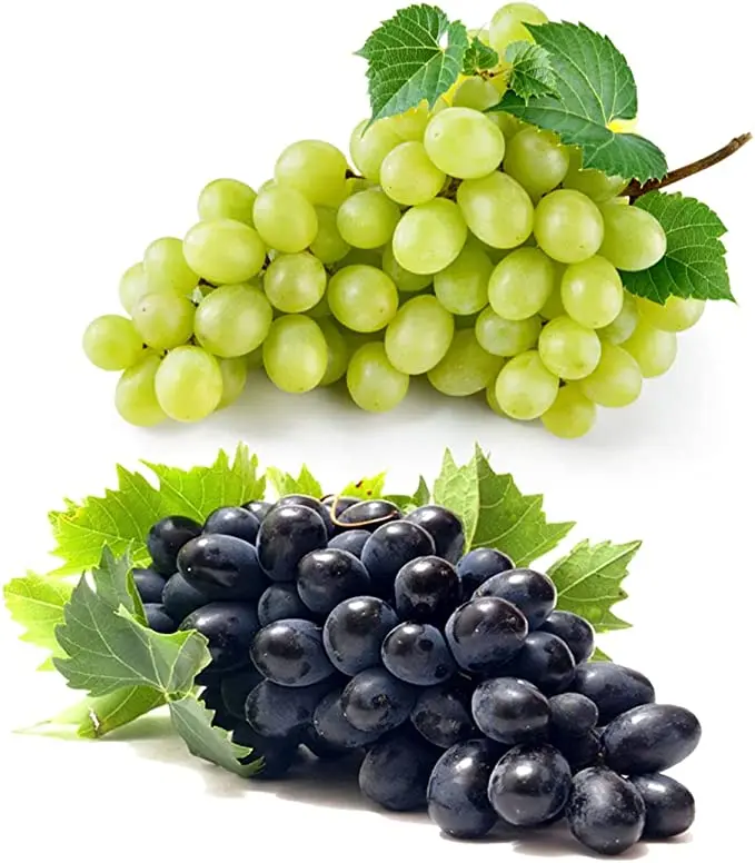 Sweet juicy green seedless grapes for sale