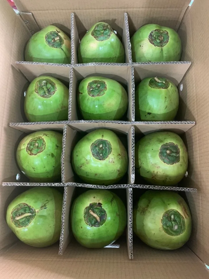 Factory price Coconut Young Coconut Easy to Open Fresh young Coconut with Pull High Quality 2023