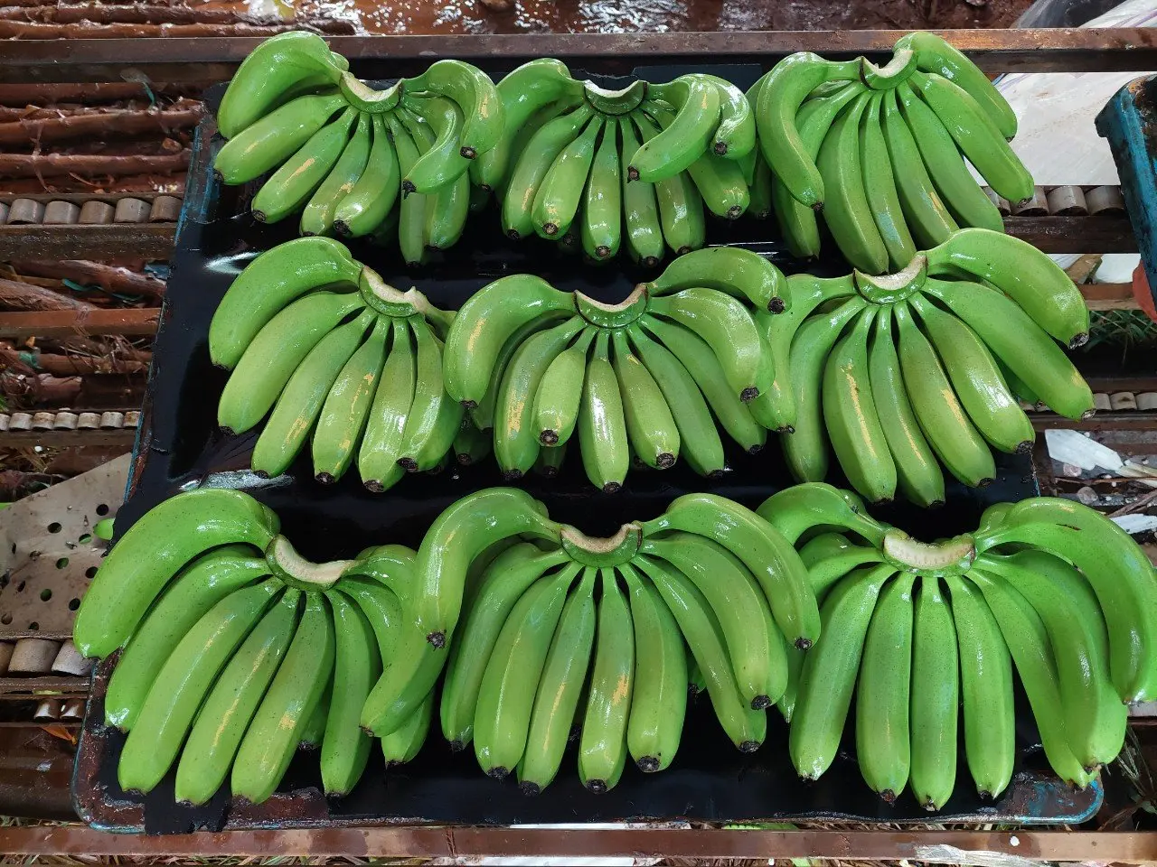 Green Fresh Cavendish Banana Cheap Price High Quality From Vietnam