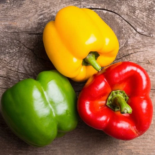 Fresh bell pepper for wholesale sweet pepper fresh capsicum high quality bell pepper