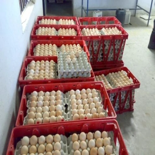 Wholesale cheap White and Brown Chicken Eggs For Sale/Fresh White Brown Table Chicken Eggs