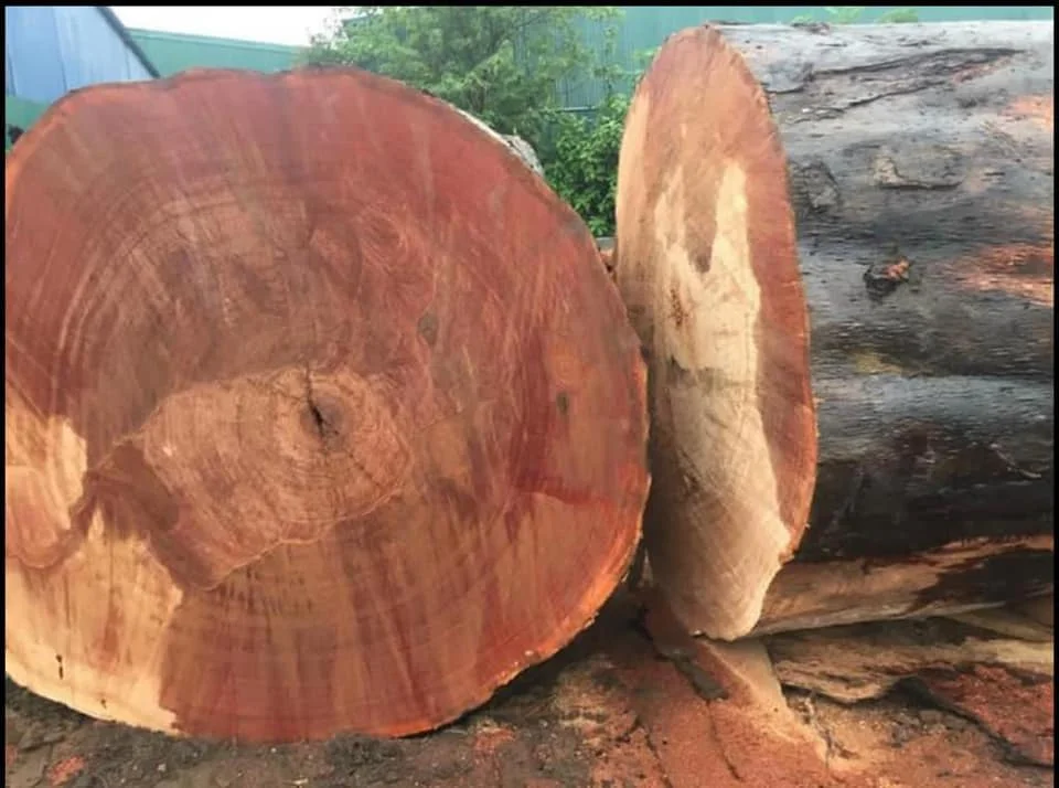Best Offer for pine wood logs Europe wholesale Germany teak wood pine logs free delivery