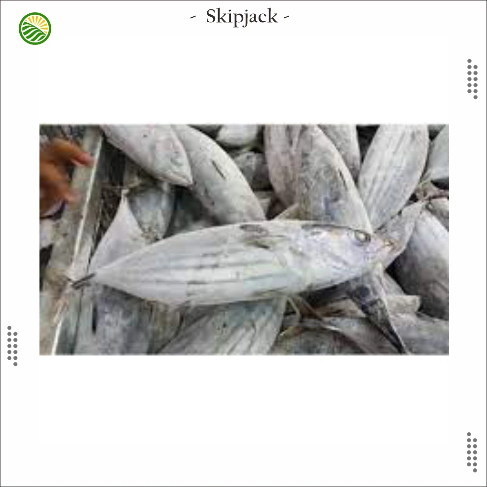 Indonesia Frozen whole Skipjack Tuna from Ternate Export Standard