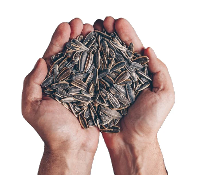 Top Quality A Grade Hybrid Sunflower Seed Best Quality Turkish Sunflower Seeds Organic Sunflower
