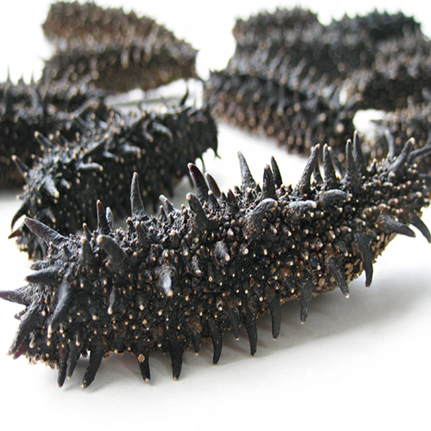 High Quality Dried and Frozen Bald Sea Cucumber, Natural Wholesaler Sea Cucumber
