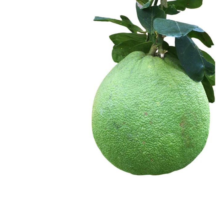 Свежий органический помело по хорошей цене, свежий зеленый помело грейпфрут с вкусным высококачественным экспортом