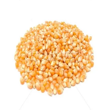 Bulk Dried Kernel Corn 14-15% Moisture Level