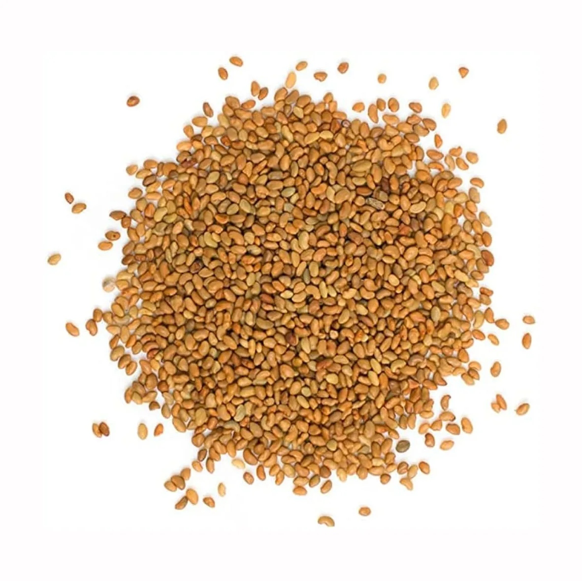 Organic Alfalfa Seeds for Sprouting Non GMO Sproutable - by Food To Live