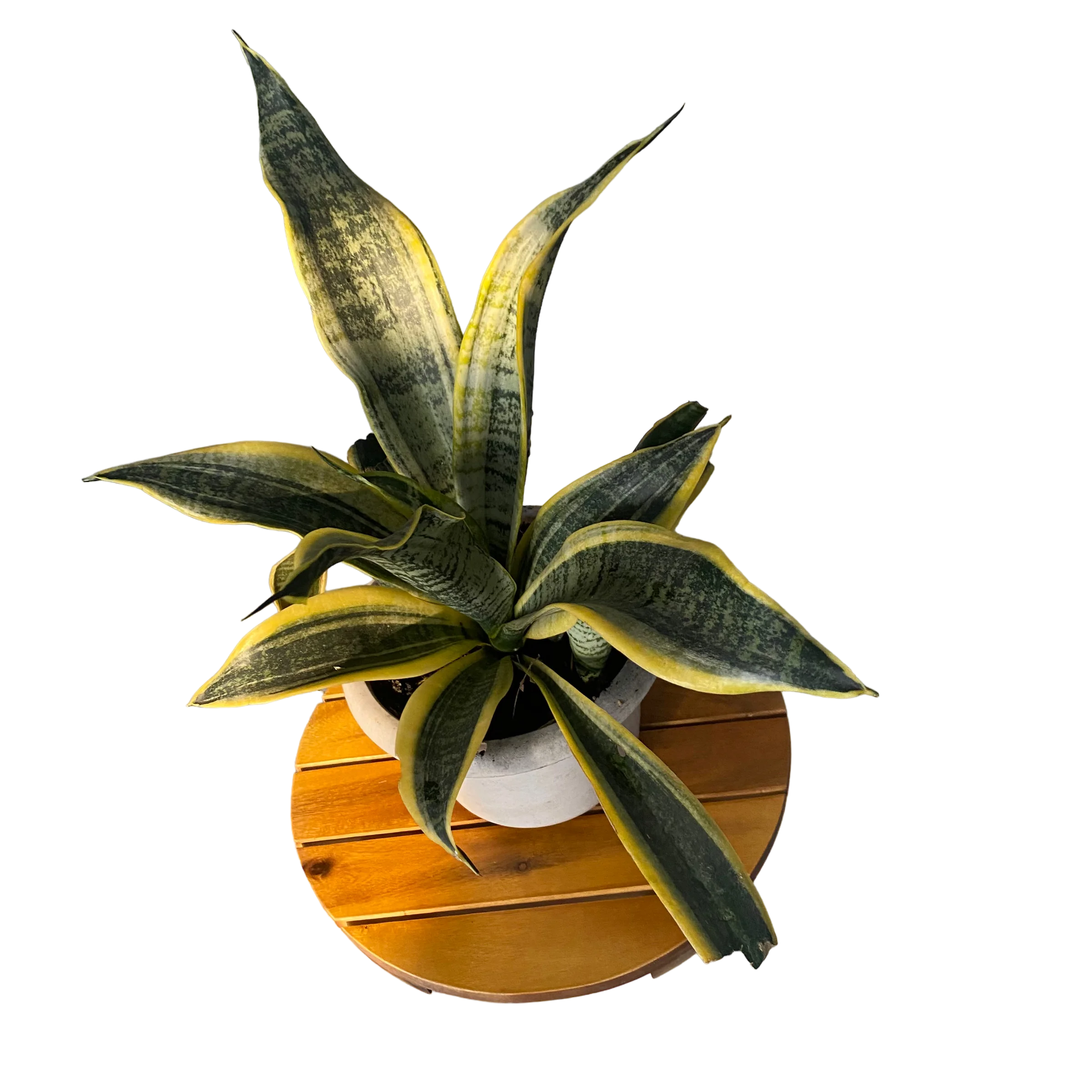 Flowerpot moving tray universal wheel carbonized wood round thickening wood flowerpot base