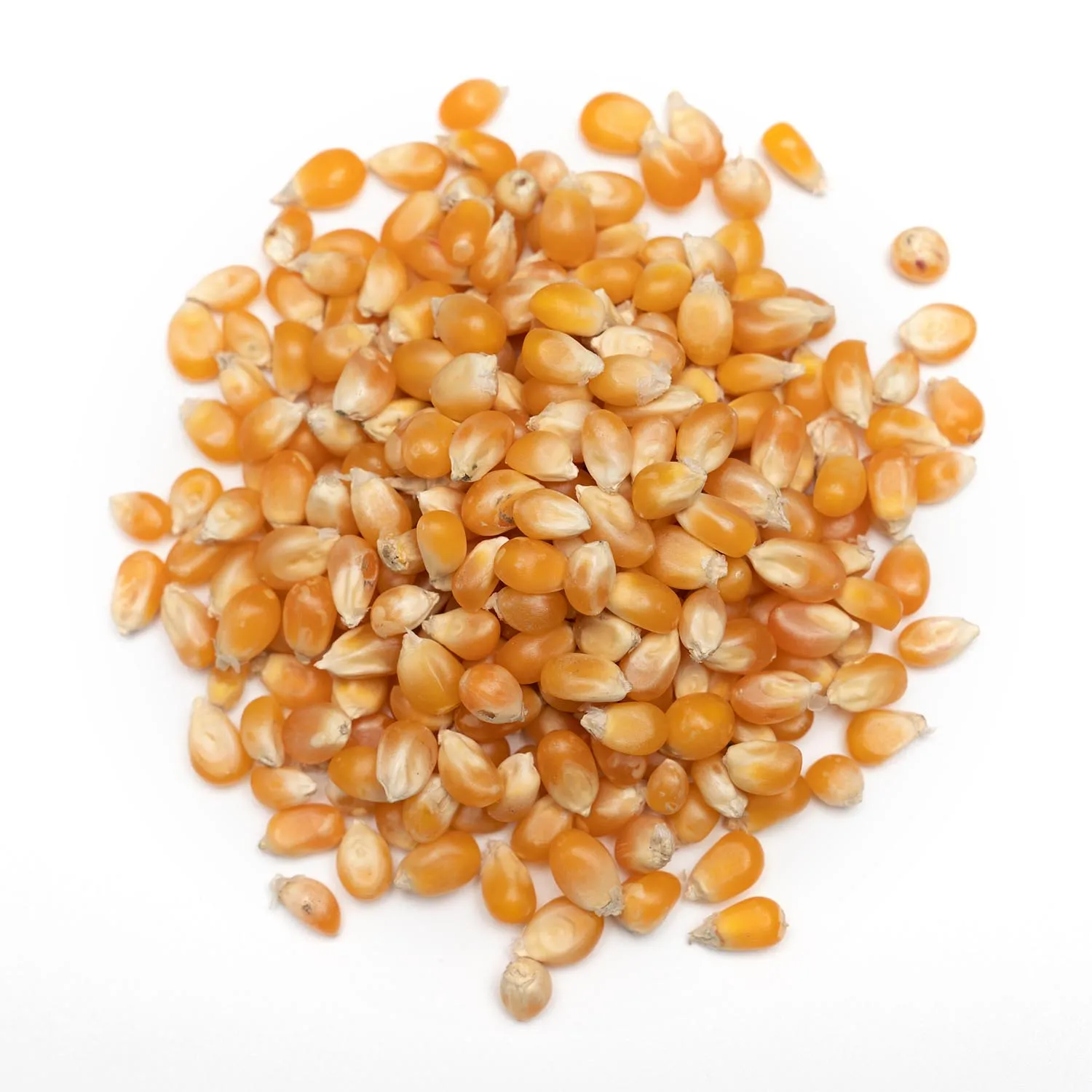 Buy High Quality Bulk Non GMO Yellow Corn Organic Pure Natural Yellow Corn for Animal Feed Grade in Large Quantities
