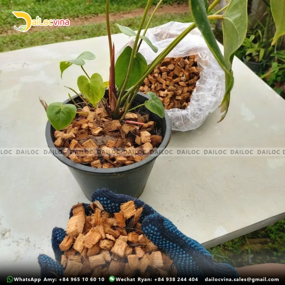 COCO HUSK CHIPS 2*2CM SUPPLIER CHEAP PRICE MS. DORIS +84 785525348