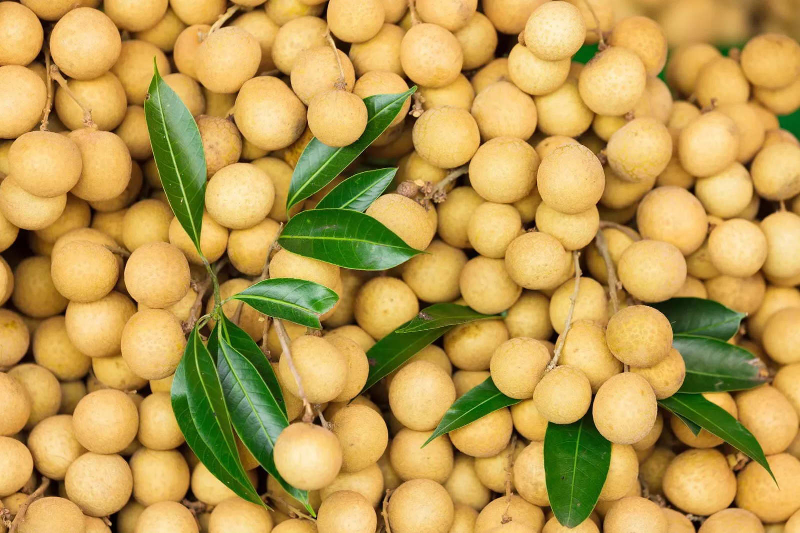 Highly Recommended High Quality with Best Seller Premium Longan from Agriculture Product from Thailand