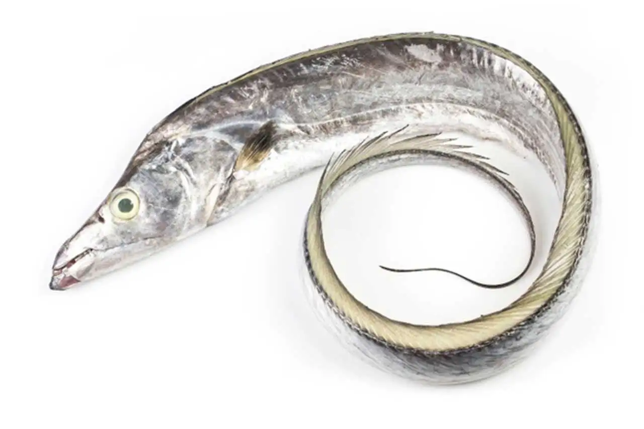 Frozen Ribbon Fish Export Quality Nutritious Organic Seafood Supplier Whole Round Healthy Full of Protein Fish