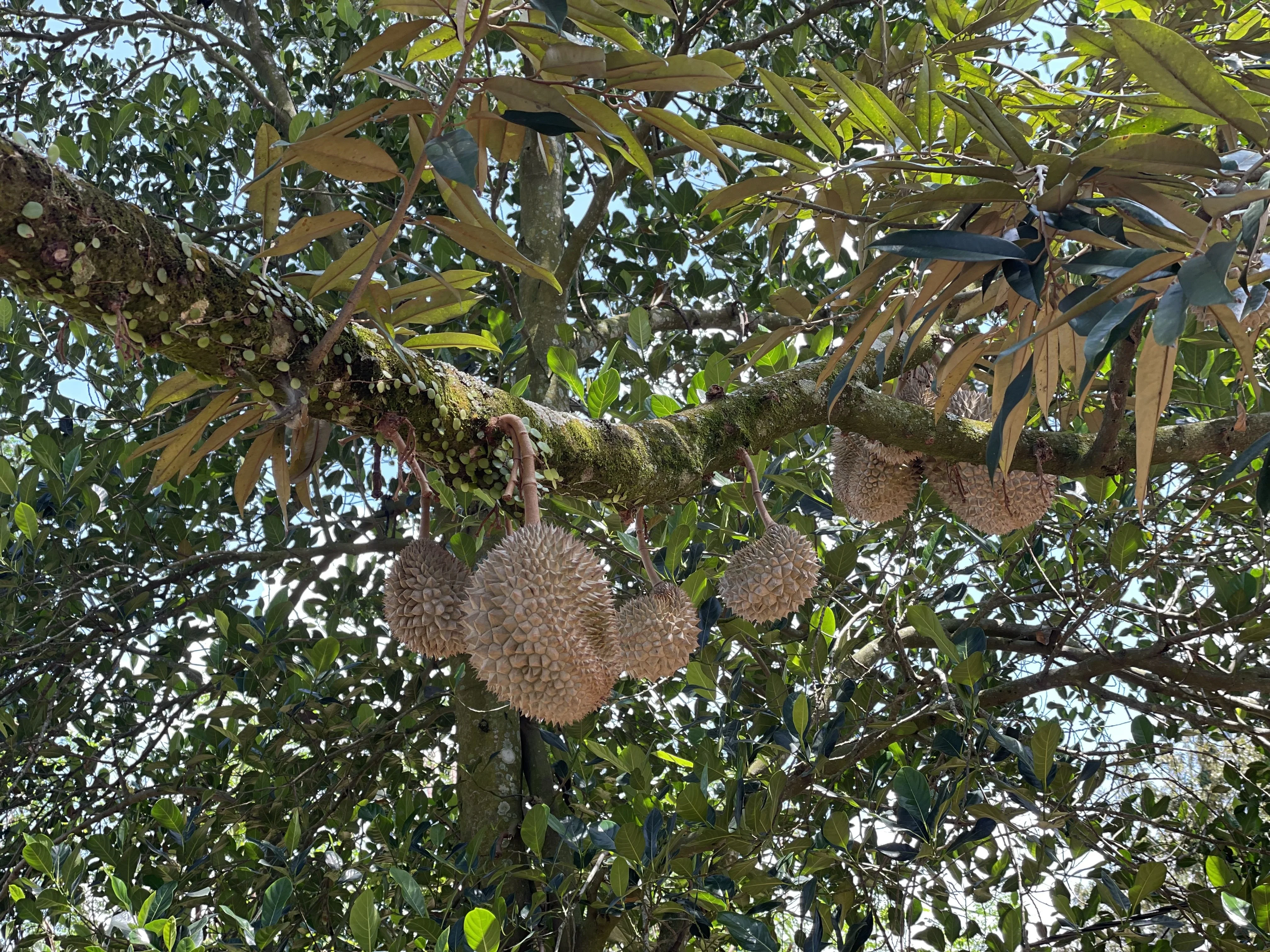 High Quality Frozen Durian Musangking Pulps Tropical Fruit Malaysia Fresh Nitrogen freeze dried Malaysia Product Seasonal HACCP