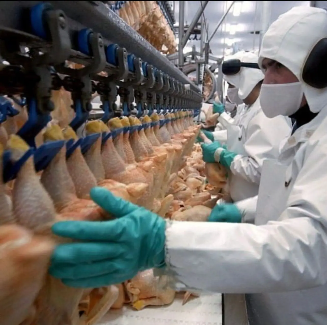 Frozen Skinless Boneless Chicken