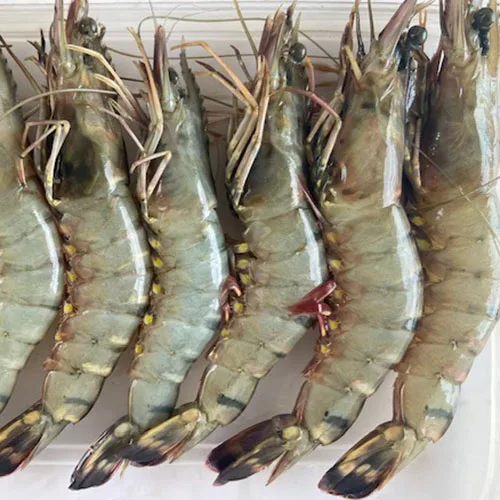 High Quality Tiger Prawns Jumbo Prawns Black Tiger Prawn OEM
