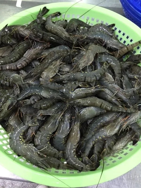 Top Selling High-Quality Black Tiger Prawn HOSO From Vietnam Manufacture