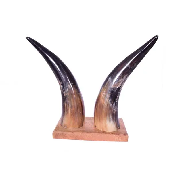 Ox decorative horn for home and table decoration from india