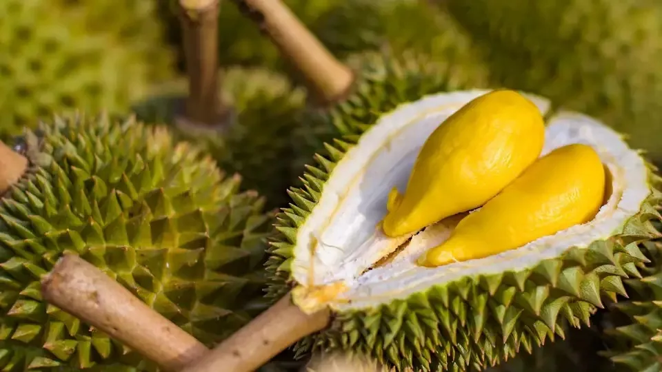 durian fruit musang king durian malaysia