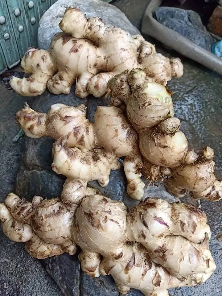 SUPPLY FRESH GINGER  WITH THE BEST PRICE (+84 983 028 718).