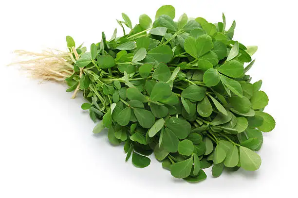 Organic Premium Quality Fenugreek Leaves Good Quality dehydrated Veg Fenugreek  Leaves Fresh Fenugreek Leaves Best FOB Price