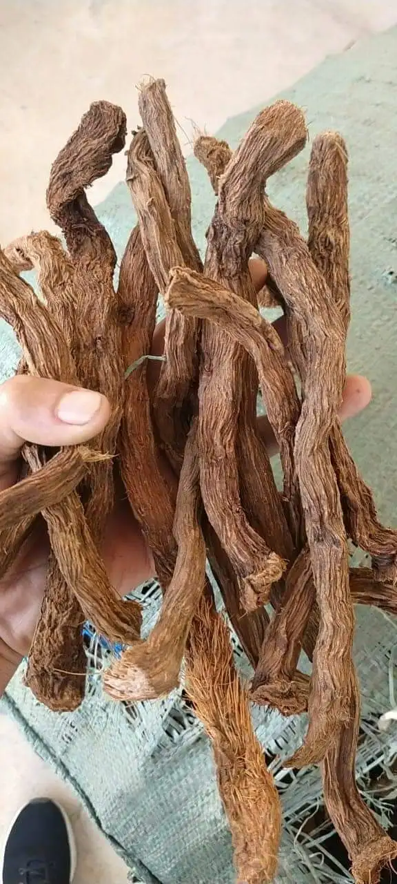 Sugandh Mantri Gandhi корни или гомаломена из Индонезии Лучшие