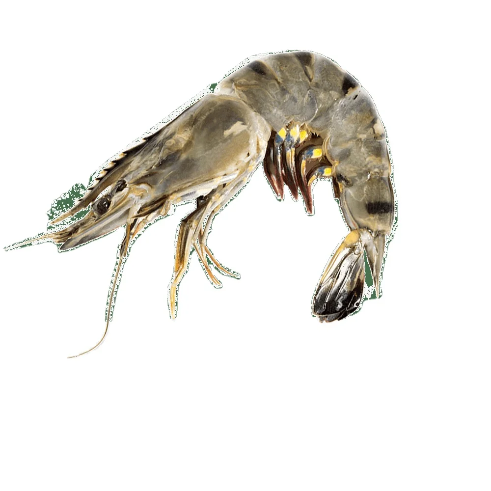 BEST SALE - FROZEN SHRIMP - HIGH QUALITY PRODUCTS
