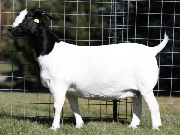 HEALTHY PREGNANT AND NON-PREGNANT BOER GOAT AVAILABLE