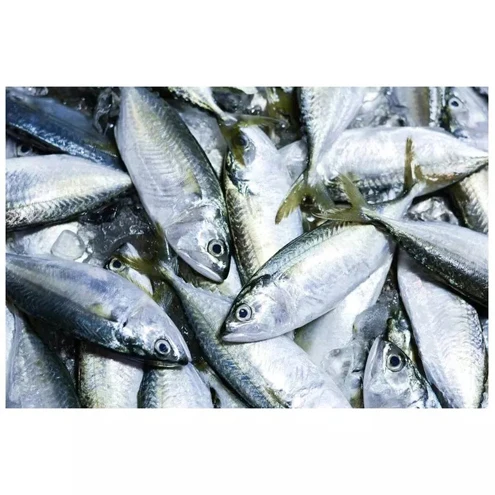 High Quality Seafood Whole Fish Horse Mackerel Frozen Pacific Mackerel Fish For Sale