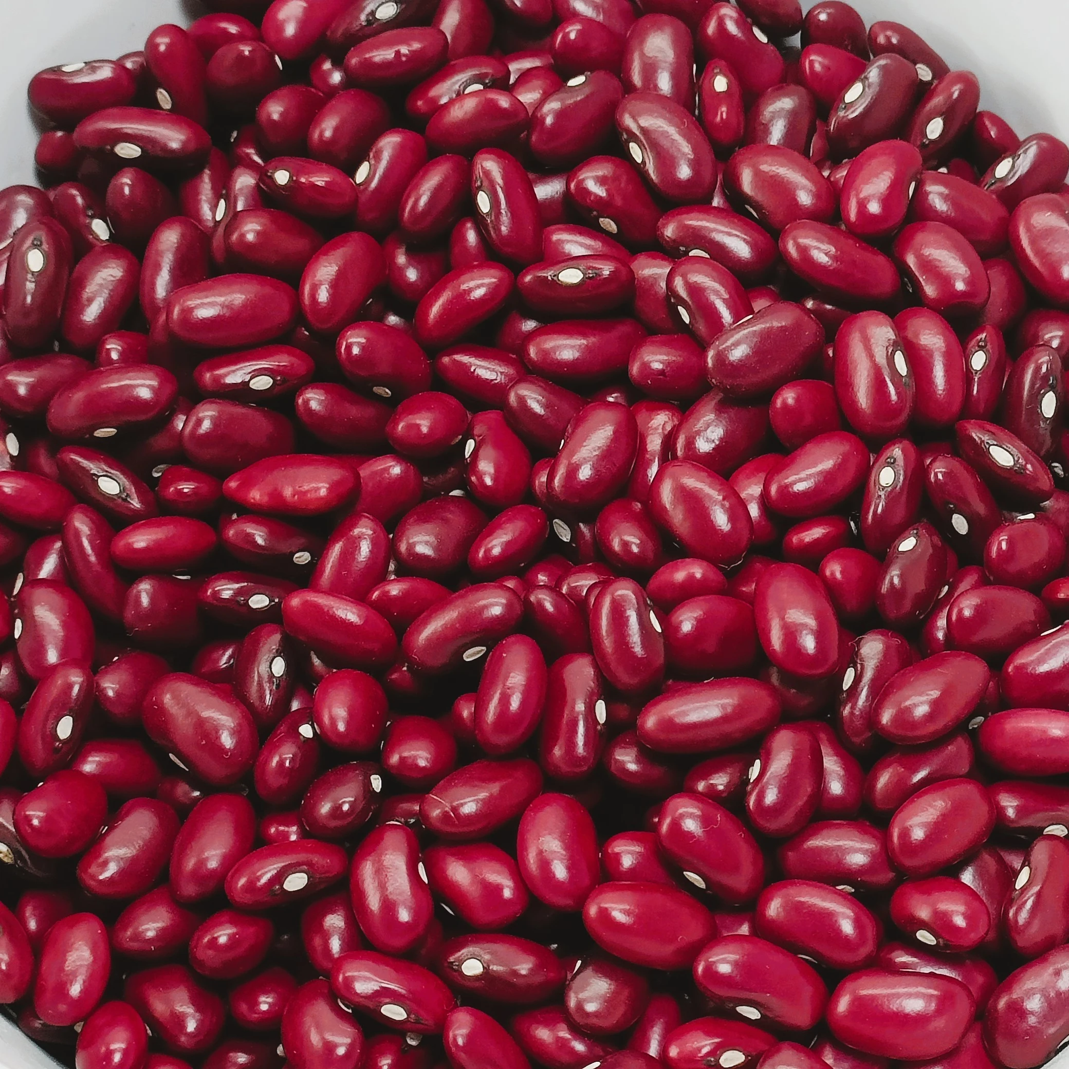 Ethiopian High Quality Red Kidney Beans Fully Machine Cleaned + Handpicked + Polished Purity 99.9% Bulk Packing in PP Bags Beans